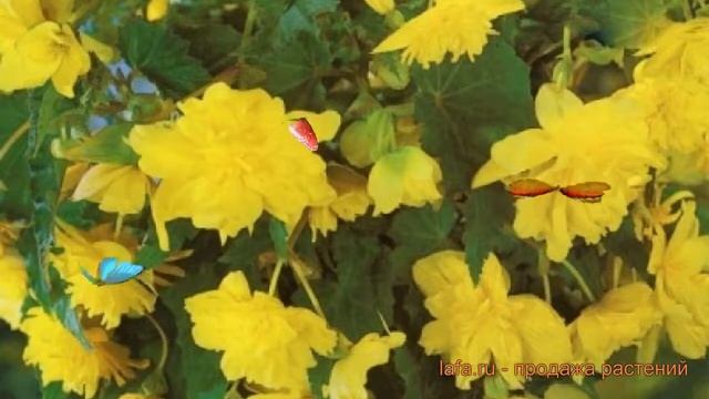 Бегония ампельная Йеллоу ? ампельная бегония Йеллоу обзор: как сажать, луковицы бегонии Йеллоу смотреть онлайн