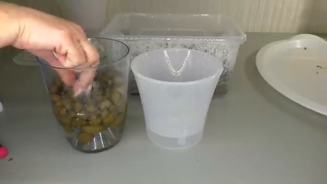 ЖИЗНЬ ОРХИДЕИ ПОСЛЕ РЕАНИМАЦИИ. Обработки корней МАКСИМОМ. Пересадка в КЕРАМЗИТ. смотреть онлайн