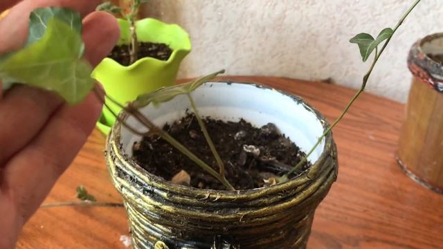 "Американские" цветочки через 2 месяца. Герань, плющ садовый и сансевиерия! смотреть онлайн