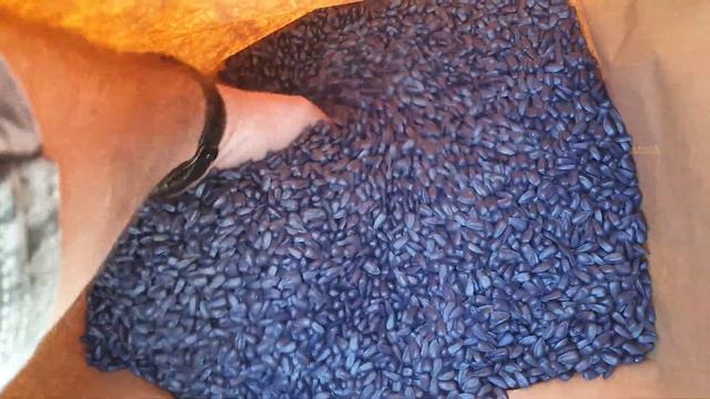 Семена масличного подсолнечника, трансгенный канадский гибрид (под Евро-Лайтинг) смотреть онлайн