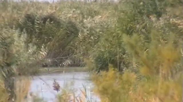 на уазе за сомами смотреть онлайн