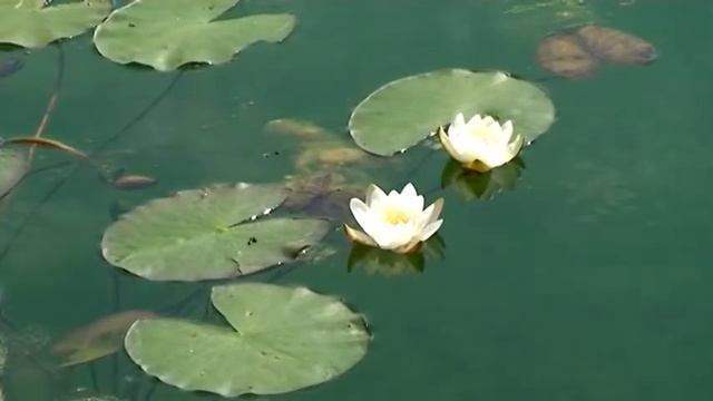 Красивая Земля. Что уже есть в поселке «Сосновый Аромат» смотреть онлайн