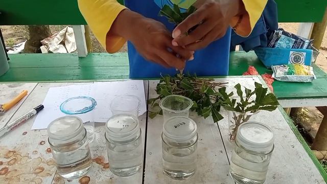 Perlakuan hormon auksin pada stek macadamia (Auxin hormone treatment on cuttings macadamia nuts) смотреть онлайн