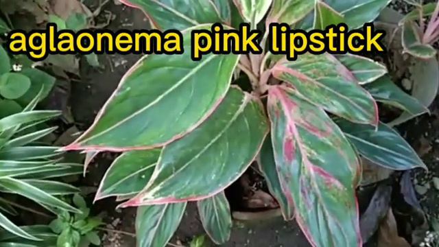 MY AGLAONEMA COLLECTION ll plants vs fish смотреть онлайн