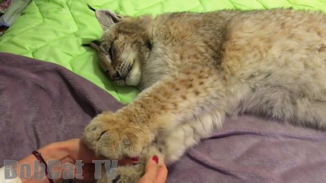 Wildcat's Deep Sleep