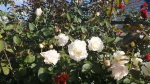 Познакомтесь, роза Ирен Френ (Irene Frain).