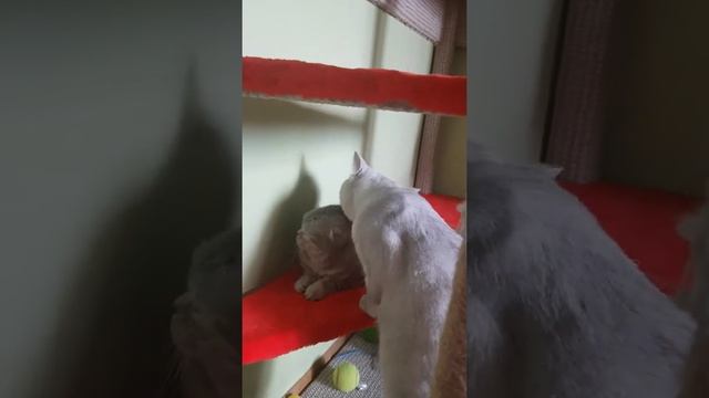 как кот ухаживает за кошкой во время вязки!!!! смотреть онлайн
