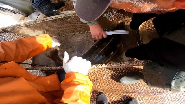 Бонитировка огромных Белуг и осетров