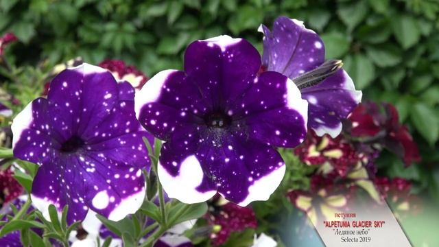 Лучшие цветы мира. Петуния "AlpeTunia Glacier Sky" ("Ледяное небо") . Компания Selecta 2019. смотреть онлайн