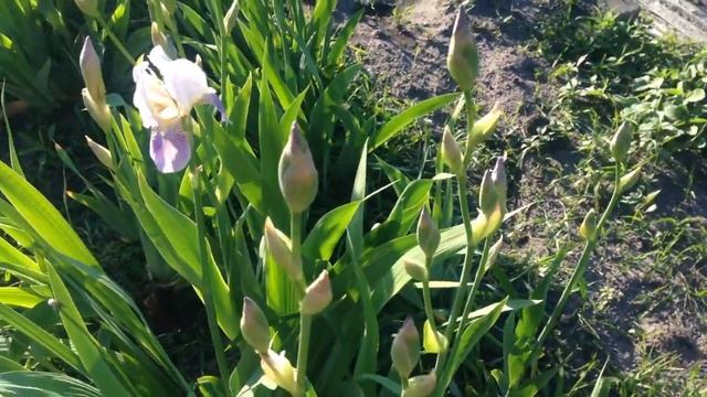 Цветы Ирисы смотреть онлайн