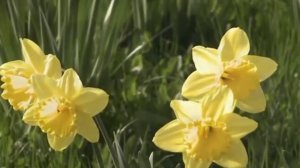 ЕЛЕНА ПАЧЕВА (ПАЩ1Э ЛЕНЭ) -  ЮРЭ - адыгская народная песня