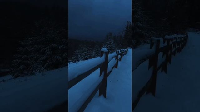 Глубокая ночь в таёжном лесу, среди диких зверей ? смотреть онлайн