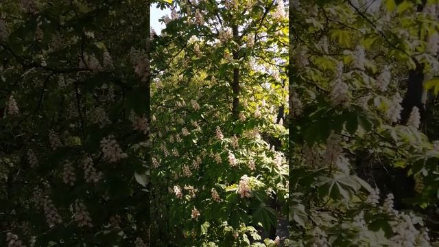 Цветение каштана! весна 2023! смотреть онлайн