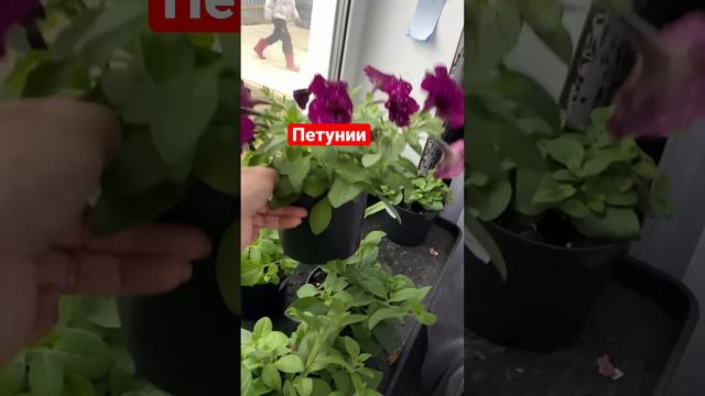 Петунии смотреть онлайн