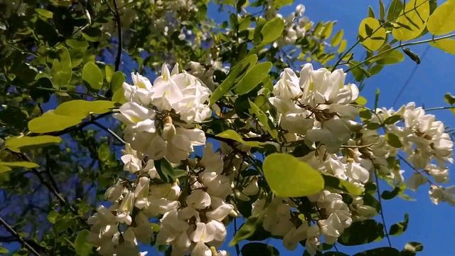 Цветут деревья и кустарники в июне. смотреть онлайн