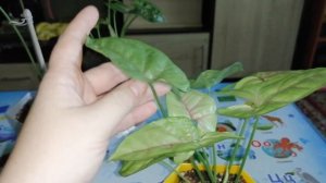 Сингониумы: Спир Поинт, Тиффани, Голд Аллюжн