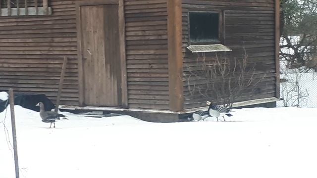 Дикие домашние гуси смотреть онлайн