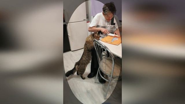 Видит око да зуб неймёт? . Приколы с животными/ #решисьивоплощай смотреть онлайн
