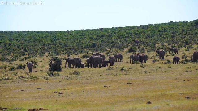 Wildlife 4K: BIGGEST ANIMALS IN THE AFRICAN - Scenic Wildlife Film With African Music
