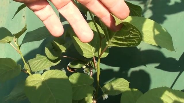 Ежевика и Актинидия цветёт май 2020 смотреть онлайн