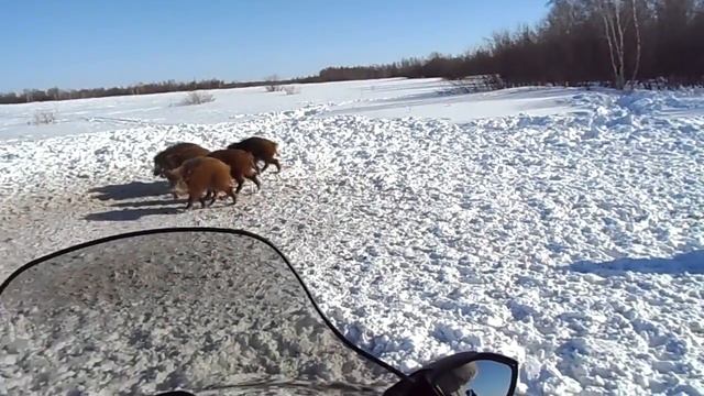 Охота на кабана 2 смотреть онлайн