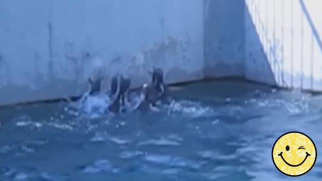 Прикольные пингвины/Funny Penguins