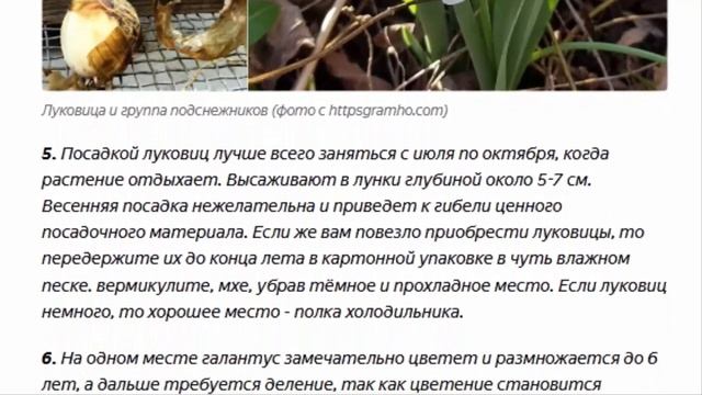 Подснежник (Galanthus) из семейства Амариллисовых  12 фактов о галантусе