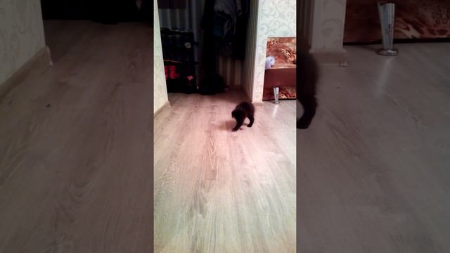 Это интересно. Первый день в новом доме. Котёнок играет. смотреть онлайн