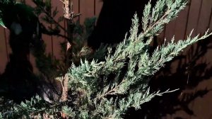 Топиарная Стрижка можжевельника Мунглоу в форме Ниваки