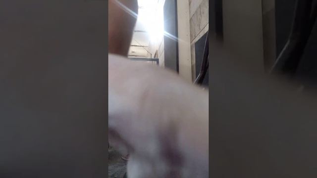 Строгий подъём на бицепс 90кг