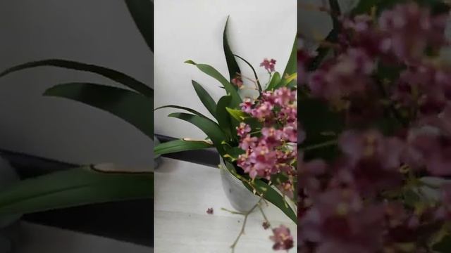 Онцидиум твинкл. Домашнее цветение #онцидиум #онцидиумтвинкл #онцидиумдомашнеецветение #твинкл смотреть онлайн