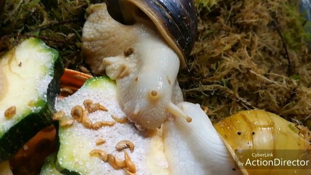 Улитки Ахатины едят кабачок.Большой рот улитки,кто не видел ?смотрим)) смотреть онлайн