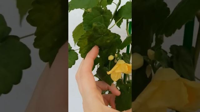 Абутилон Bella yellow смотреть онлайн