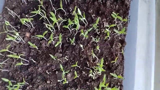 Рассада помидоры чёрный барон Азербайджан в домашних условиях для дачи... смотреть онлайн