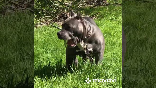 Американский булли стандарт смотреть онлайн