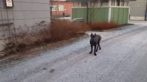 Кане Корсо   Cane Corso