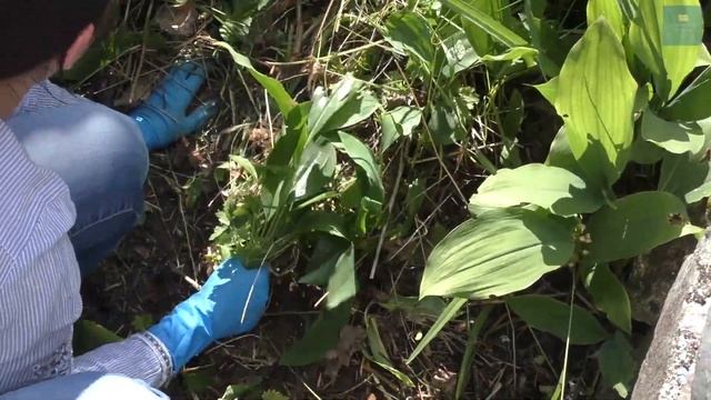 Заброшенные могилы. Часть 1 смотреть онлайн