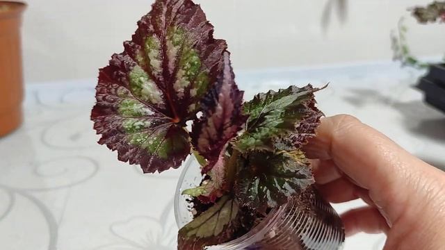 Детки бегоний и других комнатных растений на 9.06.22 смотреть онлайн