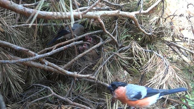 гнездо снегиря на вырубке птенцам 9 дней смотреть онлайн