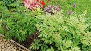 теневой цветник в начале июня 2023