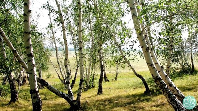 Экхарт Толле~О потребностях реальных и мнимых