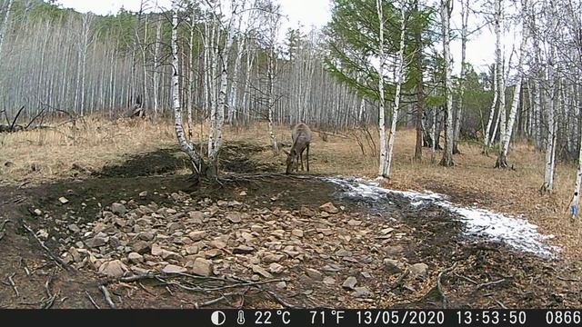 Самка изюбря смотреть онлайн