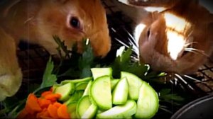 Можно ли кроликам давать горох и другие бобовые культуры