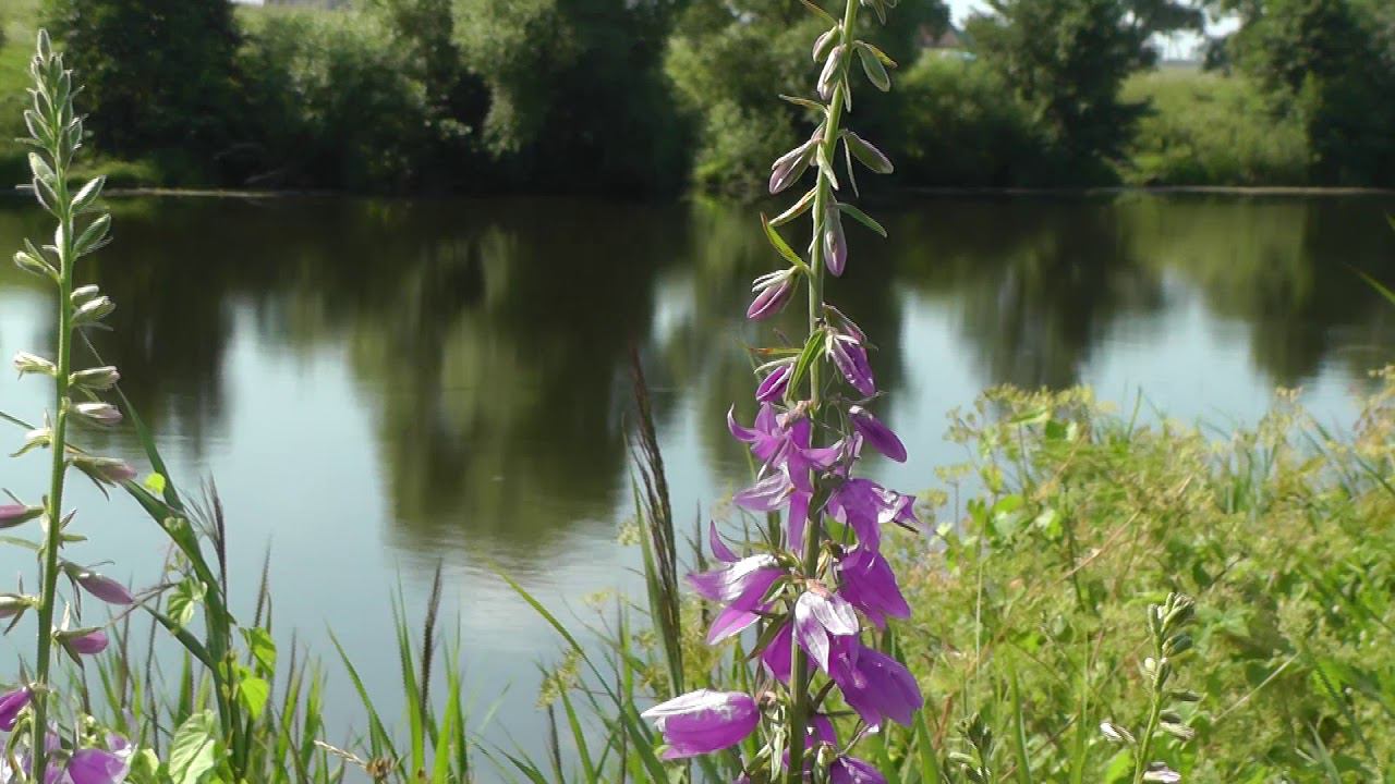 Зарайск. река Осётр. ВИА "Акварели" - "Река родная" смотреть онлайн