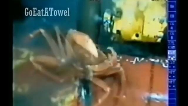 Crab Femur Breaker Meme смотреть онлайн
