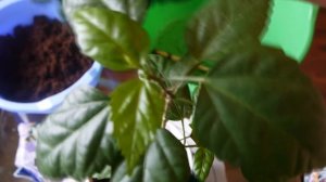 КАК ПРАВИЛЬНО ПЕРЕСАДИТЬ КИТАЙСКУЮ РОЗУ .ПЕРЕВАЛКА  ГИБИСКУСА