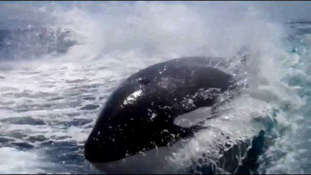 Захватывающие кадры, от которых мурашки по коже! Это надо видеть! смотреть онлайн