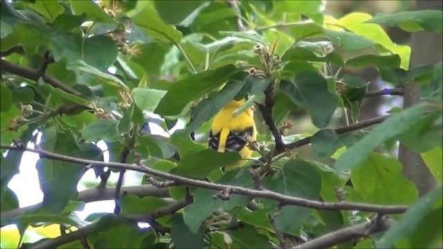 Жёлтые птахи у нас во дворе. Канарейки? Yellow birds... смотреть онлайн