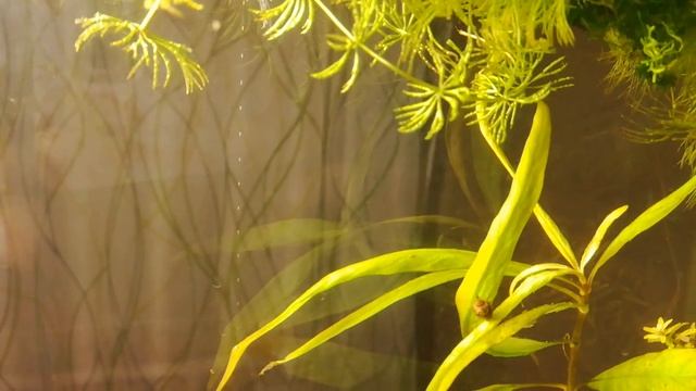 Растение выделяет кислород смотреть онлайн