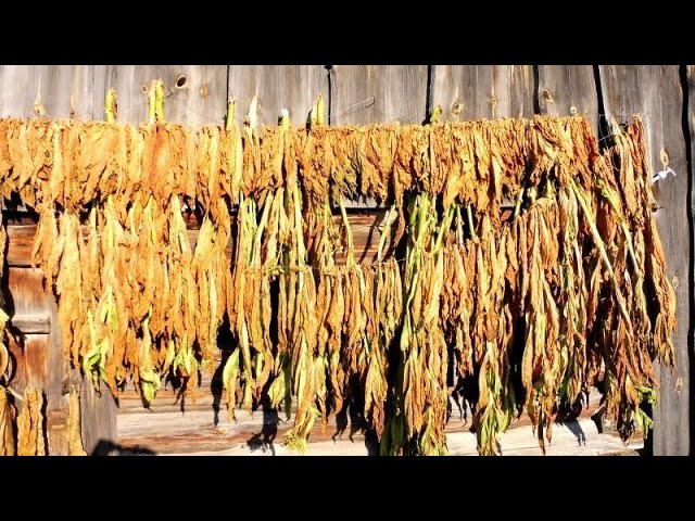 Обзор_ домашняя _ Фабрика сигарет _. смотреть онлайн